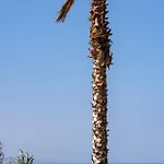 Maximus Mykonos 5*